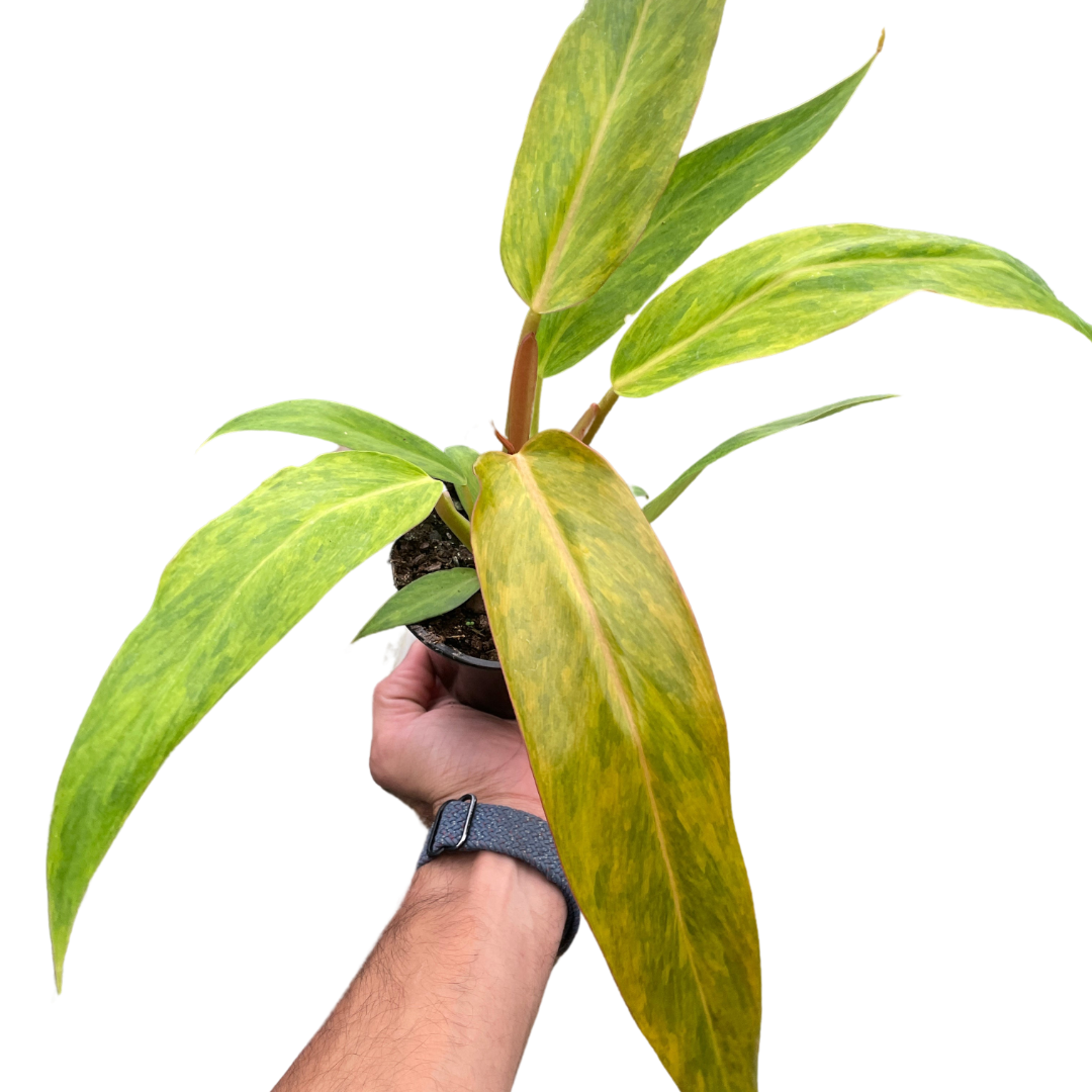Orange Marmalade Philodendron Live Plant