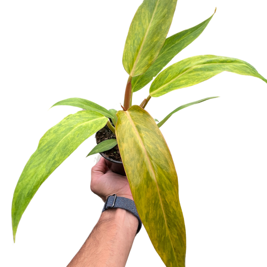 Orange Marmalade Philodendron Live Plant