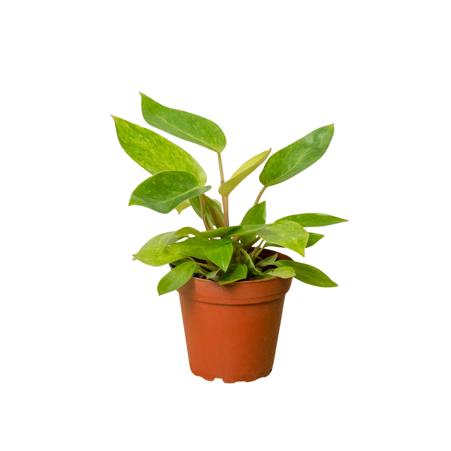 Painted Lady Philodendron Live Houseplant