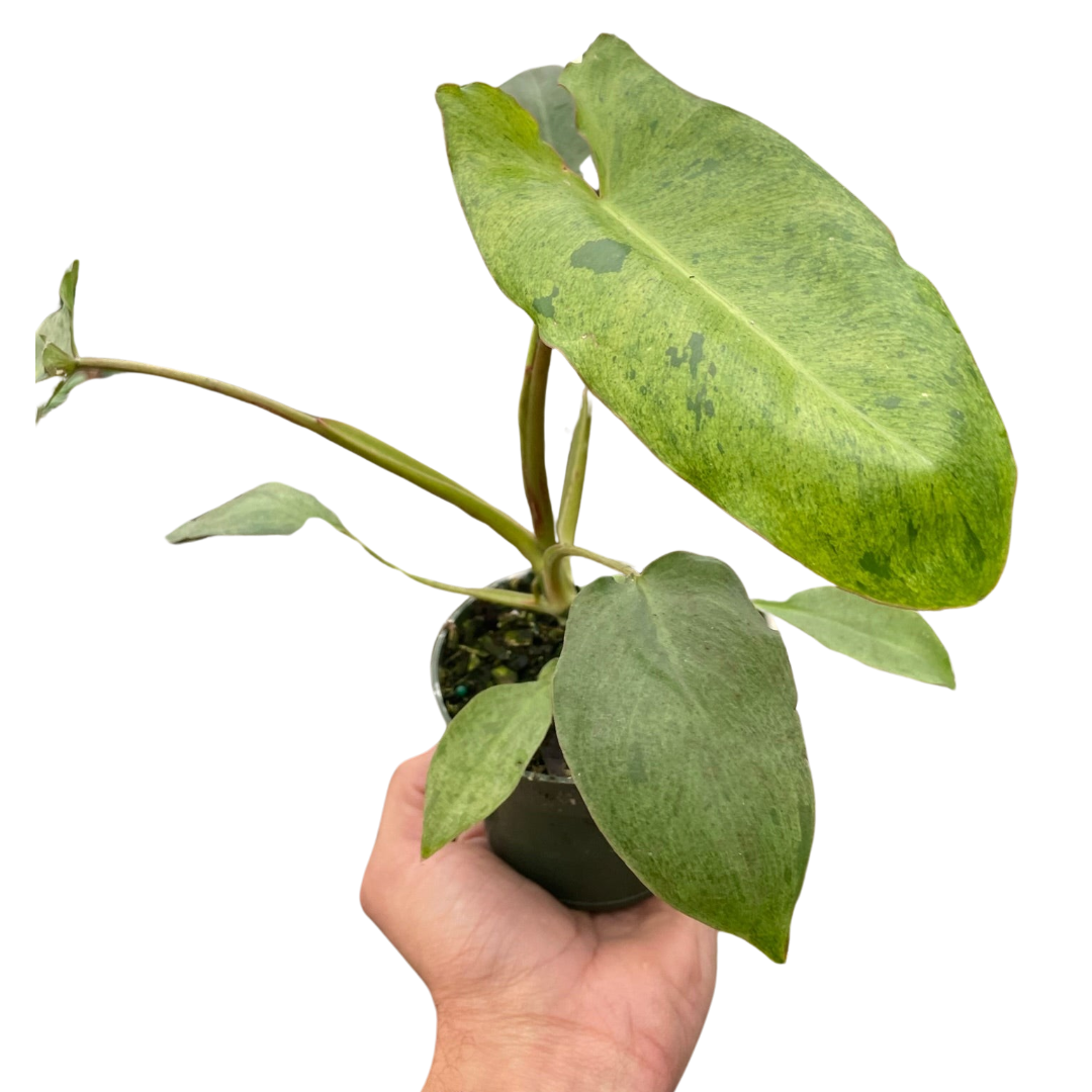 Paradiso Verde Philodendron Live Tropical Plant