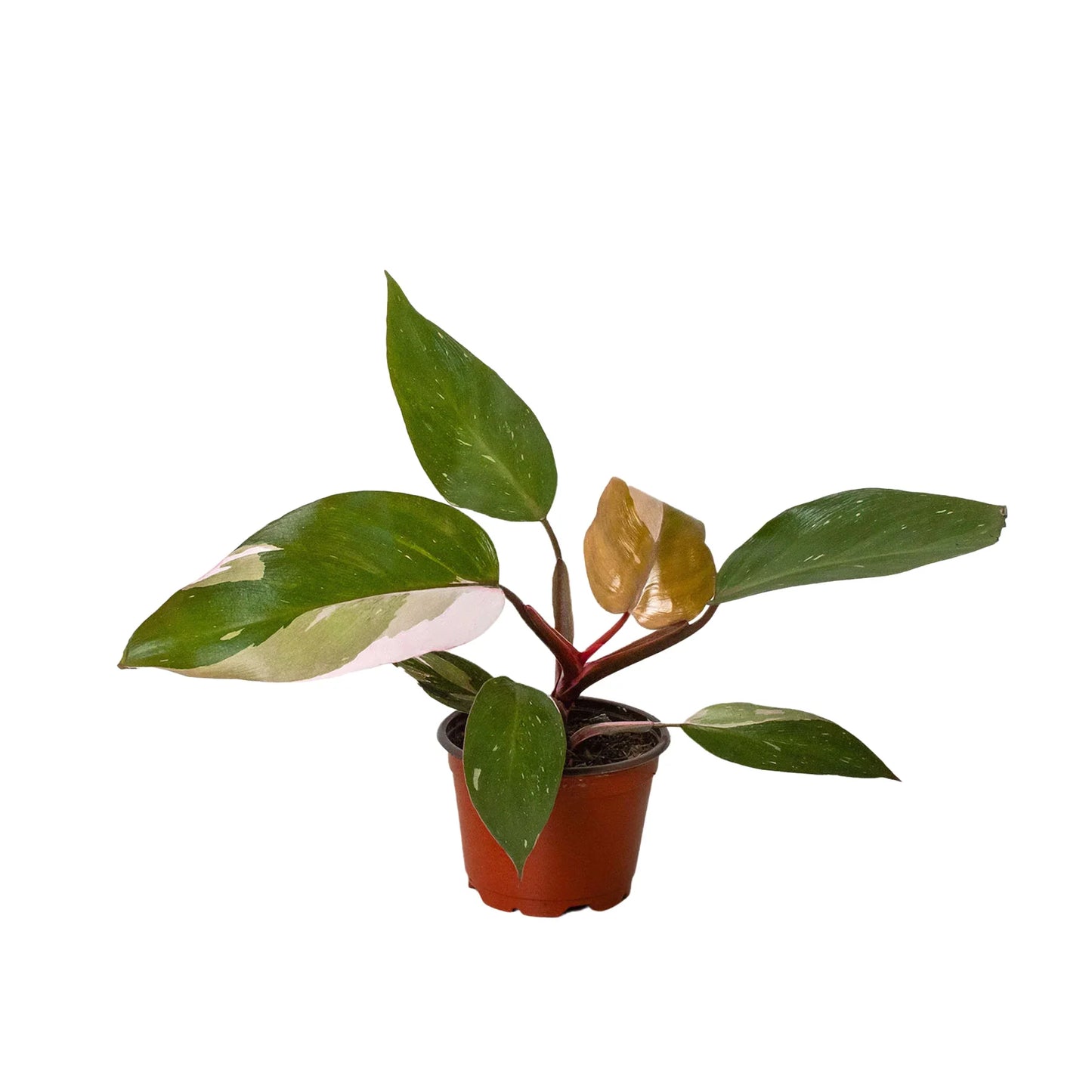 Pink Princess Philodendron Live Houseplant
