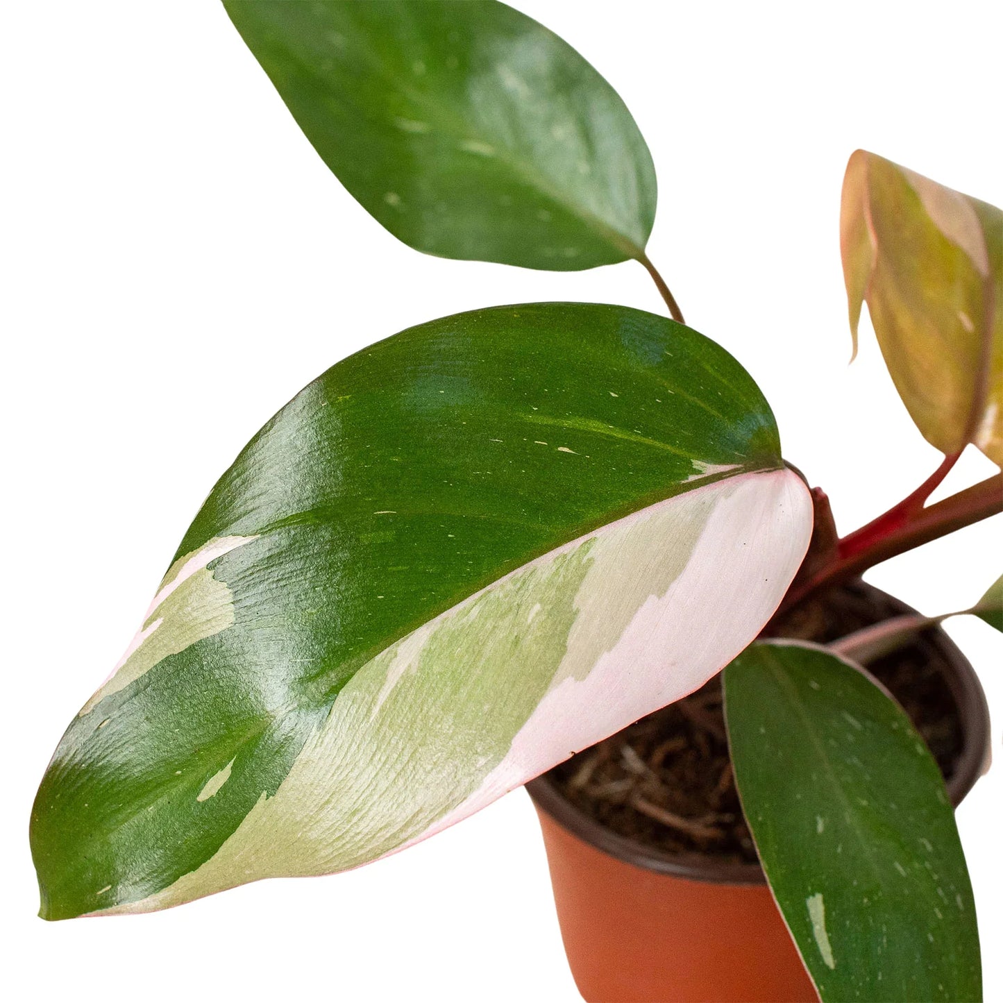 Pink Princess Philodendron Live Houseplant