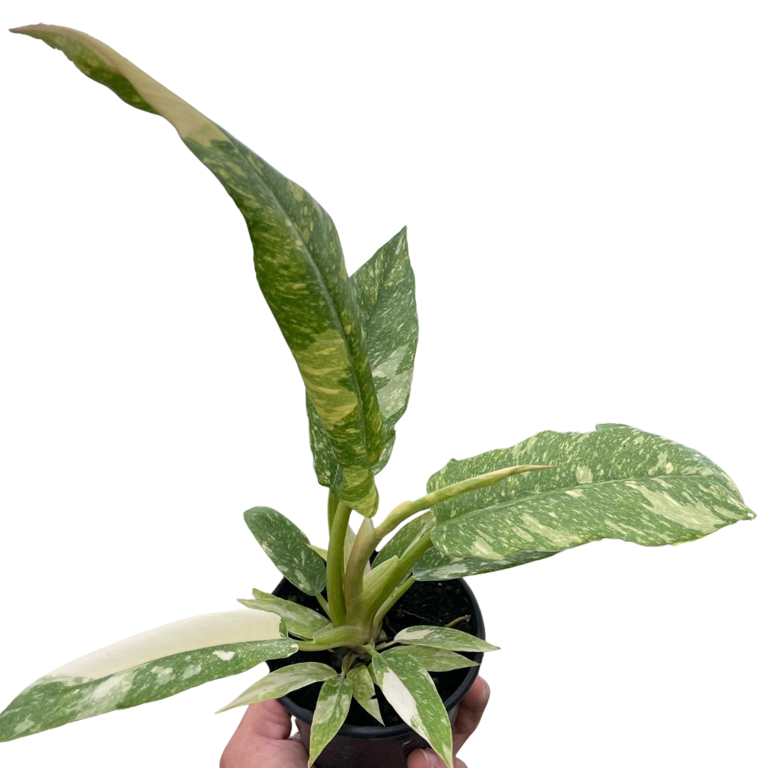 Ring of Fire Philodendron Live Variegated Plant
