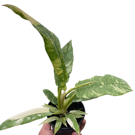 Ring of Fire Philodendron Live Variegated Plant