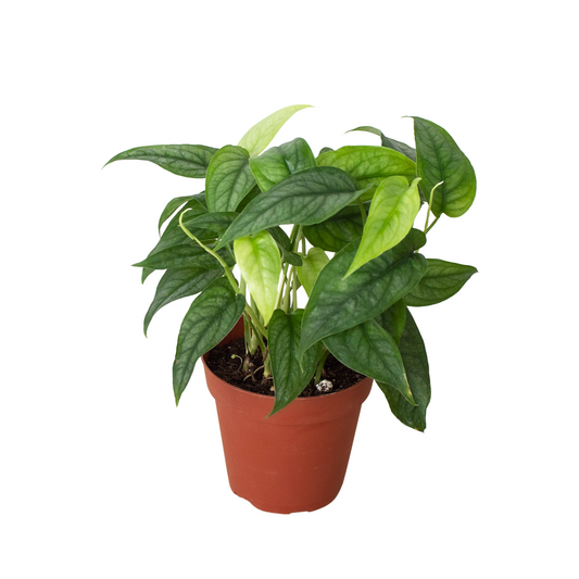 Monstera Siltepecana Live Houseplant – 4 Inch Pot