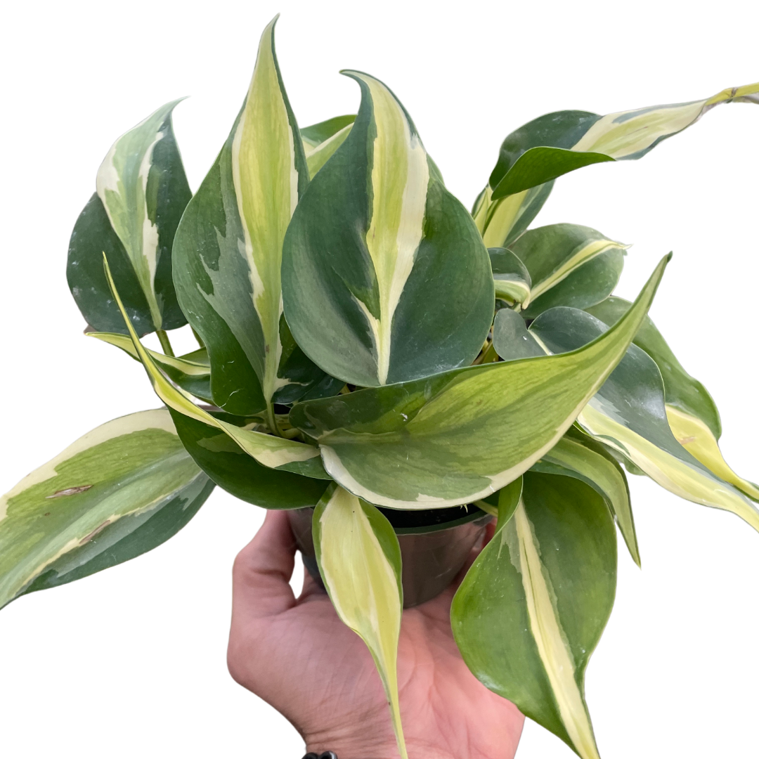 Silver Stripe Philodendron Live Houseplant
