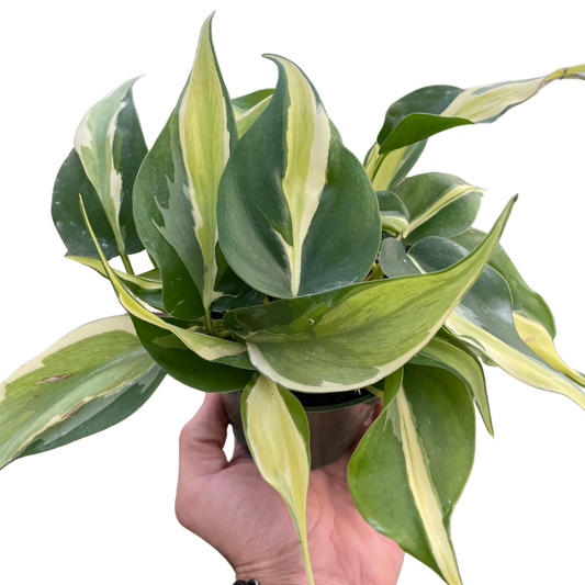 Silver Stripe Philodendron Live Houseplant