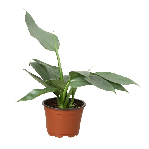 Silver Sword Philodendron Live Houseplant