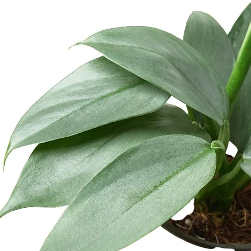 Silver Sword Philodendron Live Houseplant