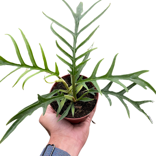 Tortum Philodendron Live Tropical Plant