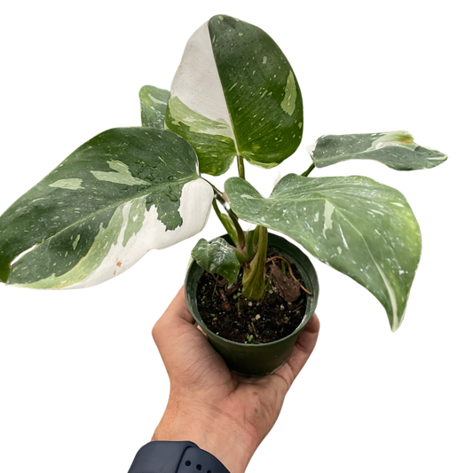 White Princess Philodendron Live Houseplant