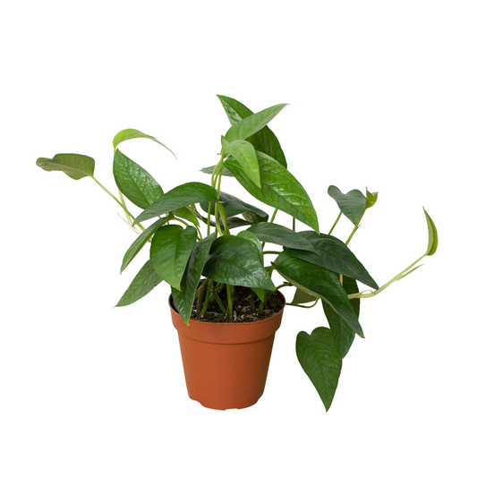 Cebu Blue Pothos Live Houseplant