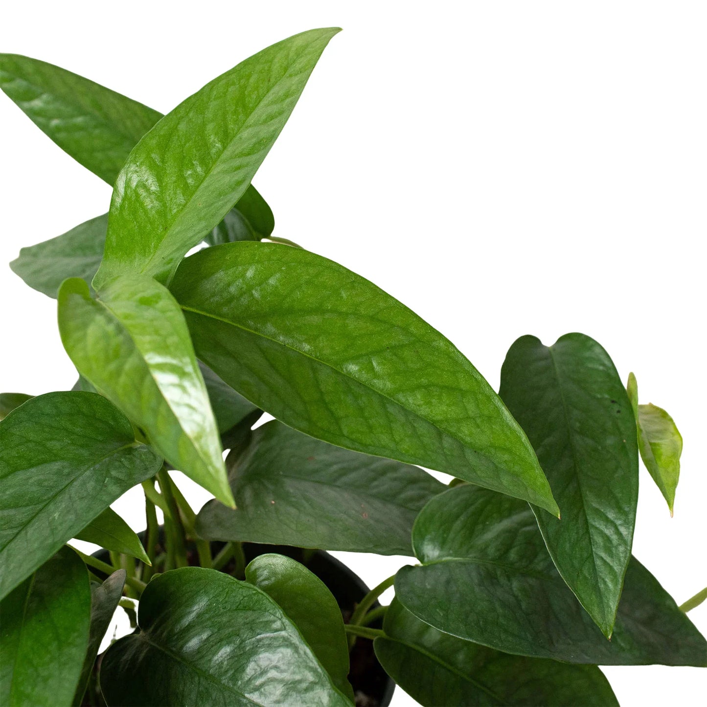 Cebu Blue Pothos Live Houseplant