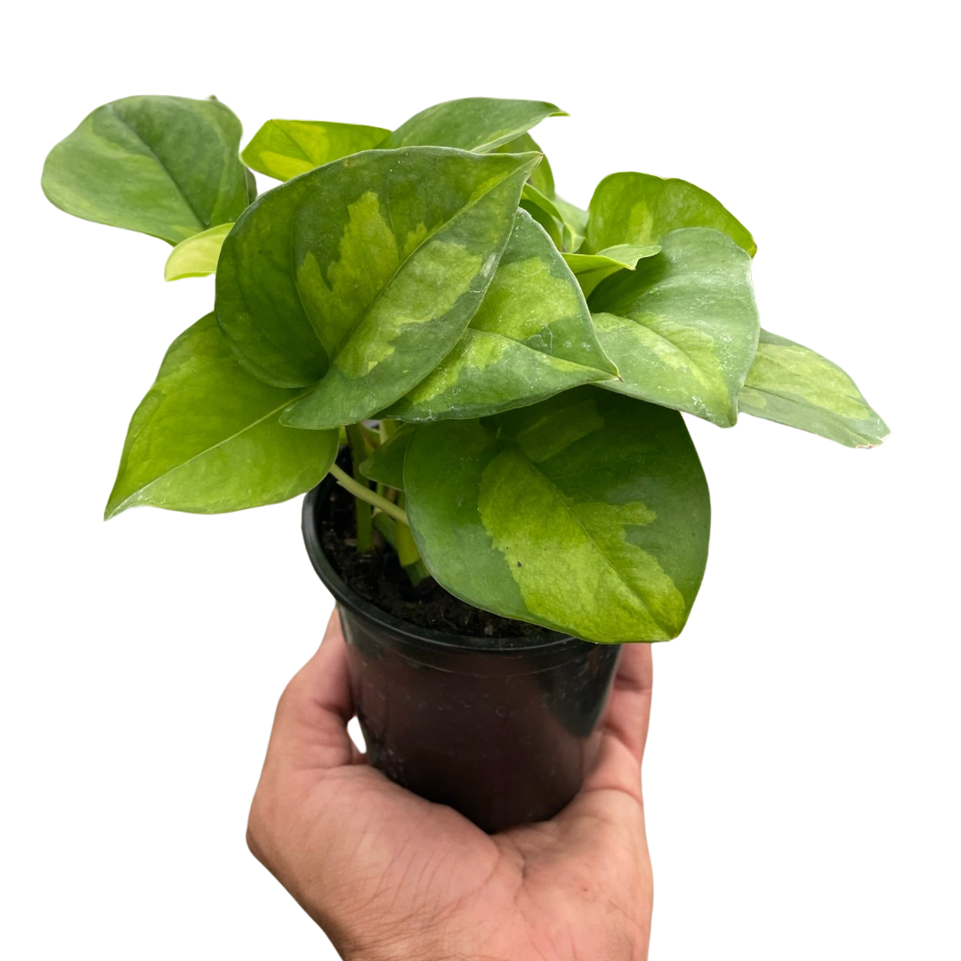 Global Green Pothos Live Houseplant