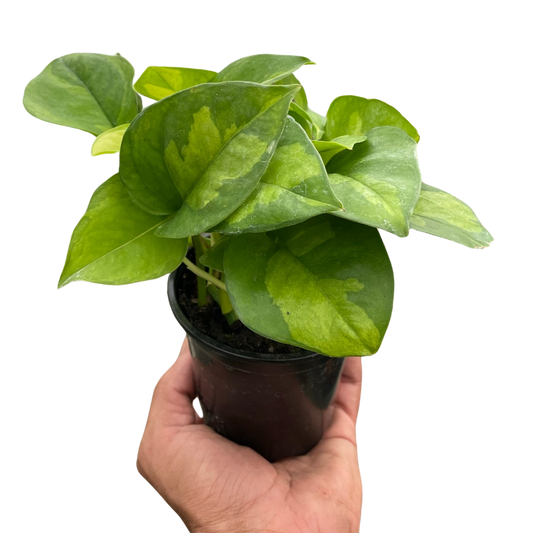 Global Green Pothos Live Houseplant
