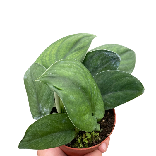 Scindapsus Jade Live Houseplant