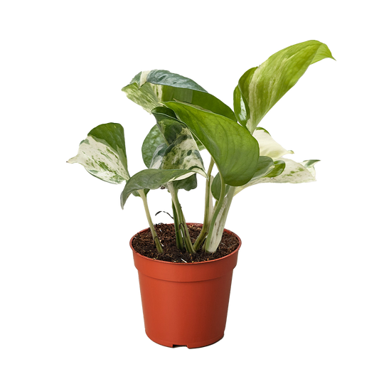Manjula Pothos Live Variegated Houseplant
