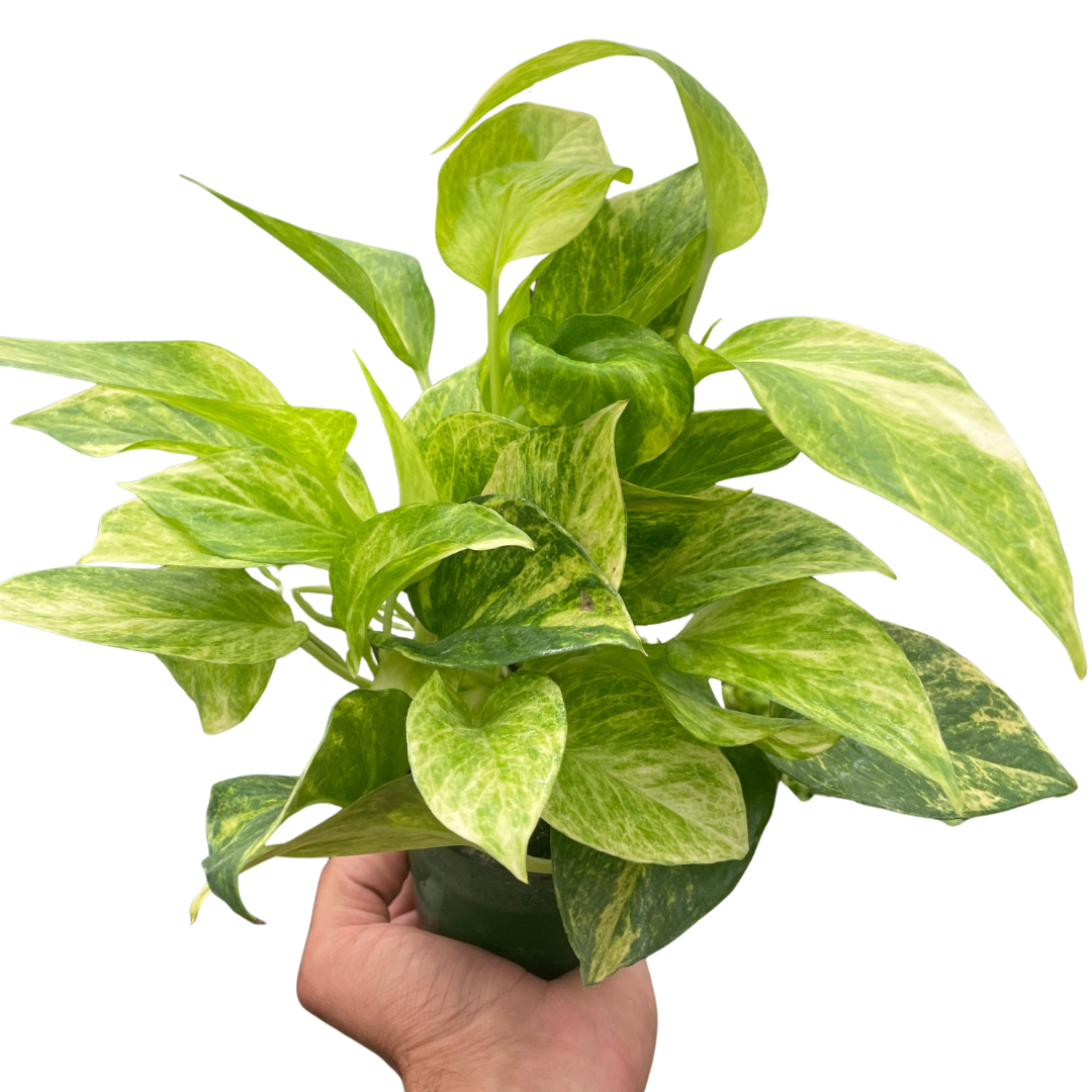 Neon Queen Pothos Live Houseplant
