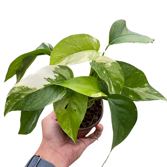 Epipremnum Pinnatum Albo Variegated Live Plant