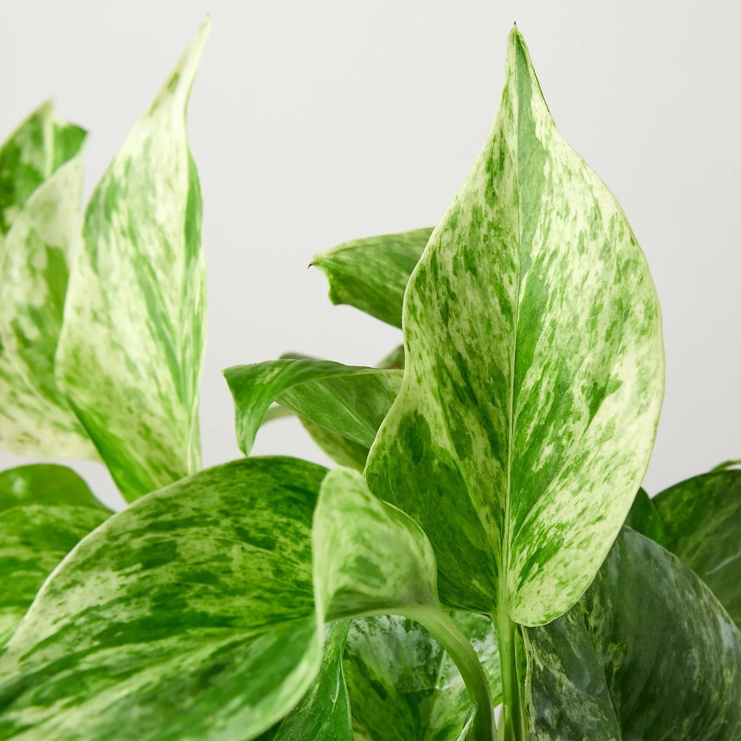 Marble Queen Pothos Live Houseplant