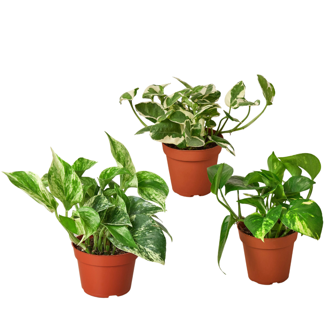 Pothos Live Plant Bundle – Set of 3 Houseplants