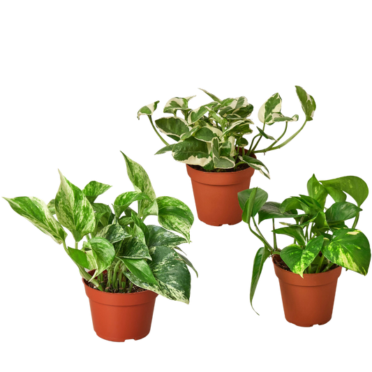 Pothos Live Plant Bundle – Set of 3 Houseplants