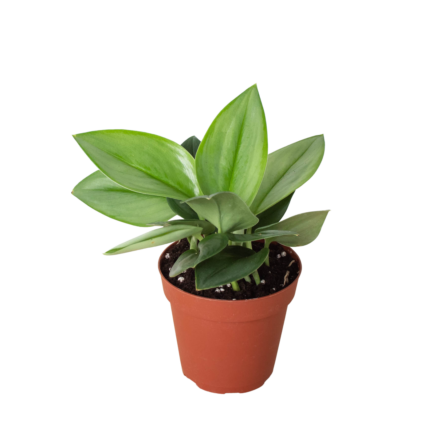 Scindapsus Treubii Moonlight Live Houseplant