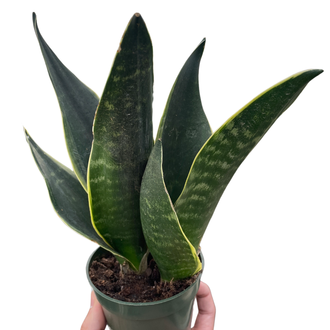 Fabi Snake Plant Live Houseplant