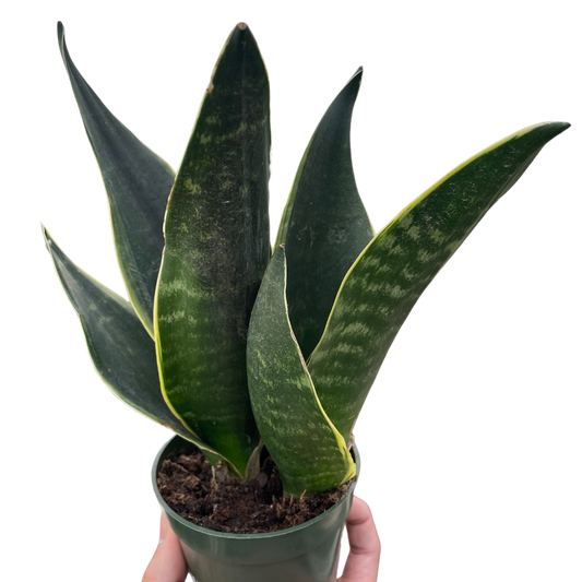 Fabi Snake Plant Live Houseplant
