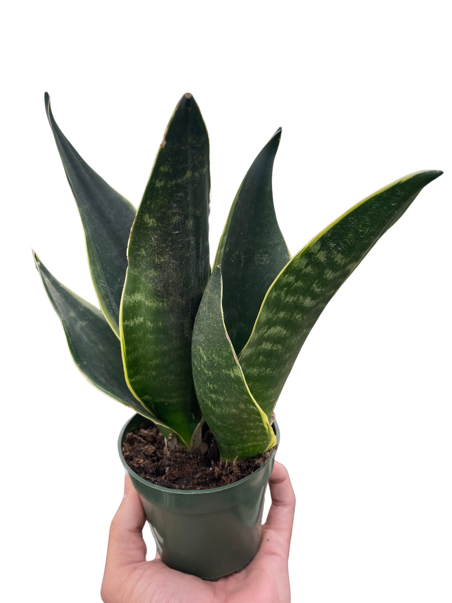 Fabi Snake Plant Live Houseplant