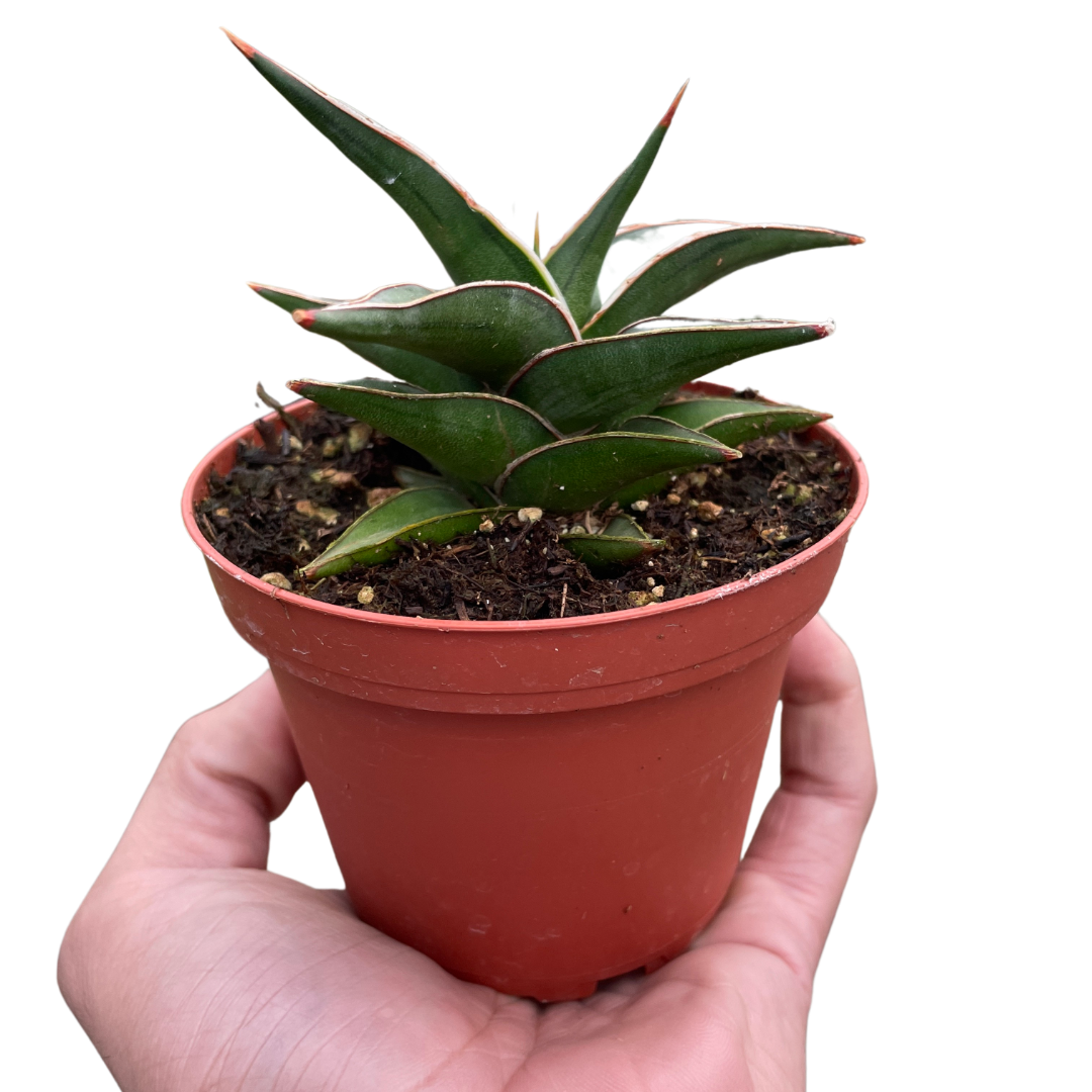 Lavranos Snake Plant Live Houseplant