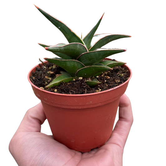 Lavranos Snake Plant Live Houseplant