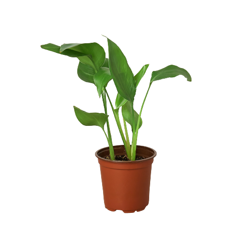White Bird of Paradise Live Tropical Plant