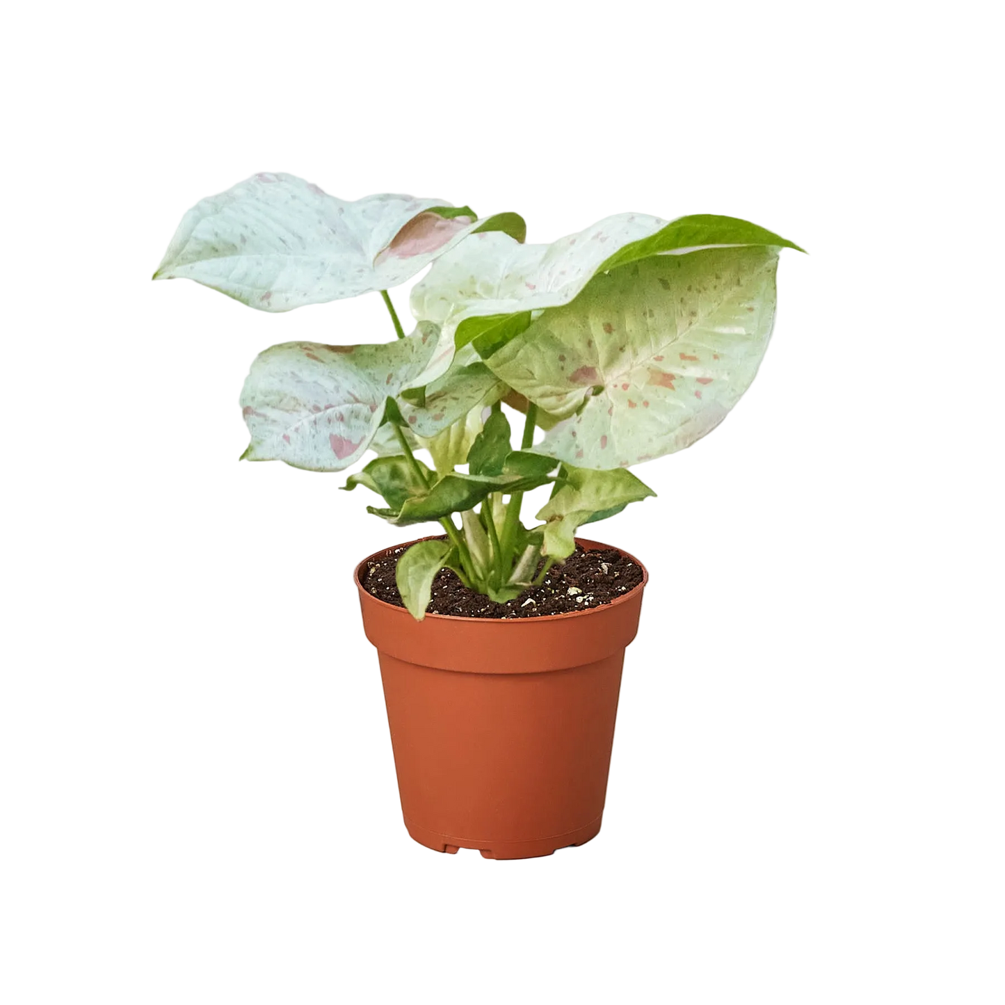 Syngonium Milk Confetti