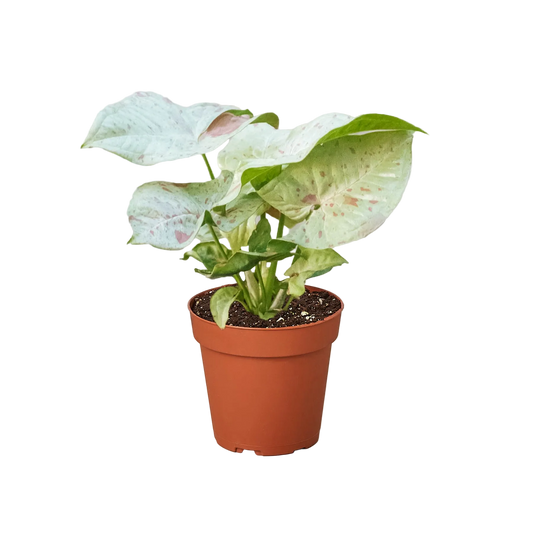 Syngonium Milk Confetti