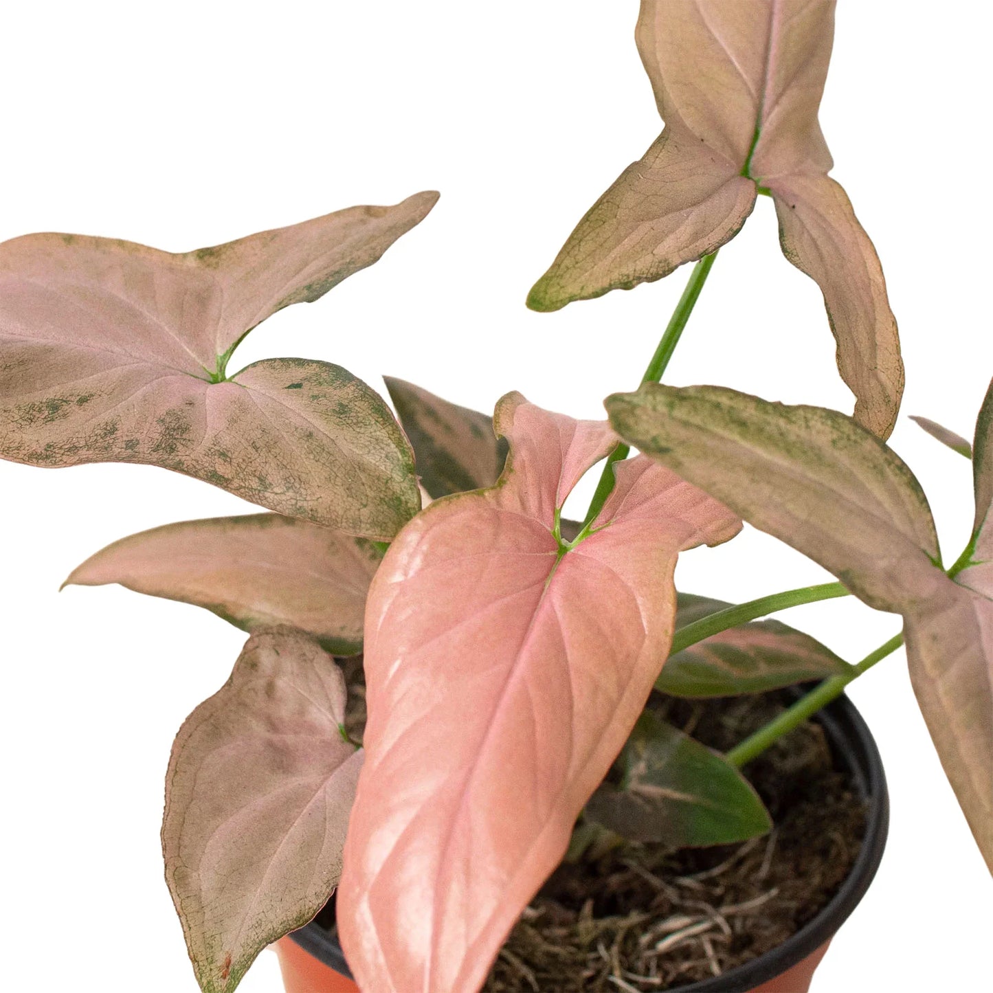 Syngonium Pink Splash