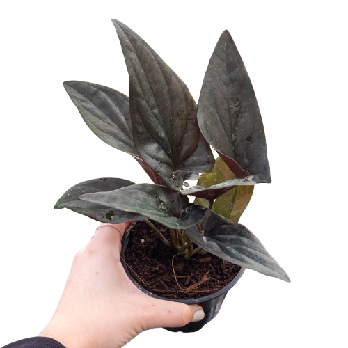 Syngonium Red Arrow