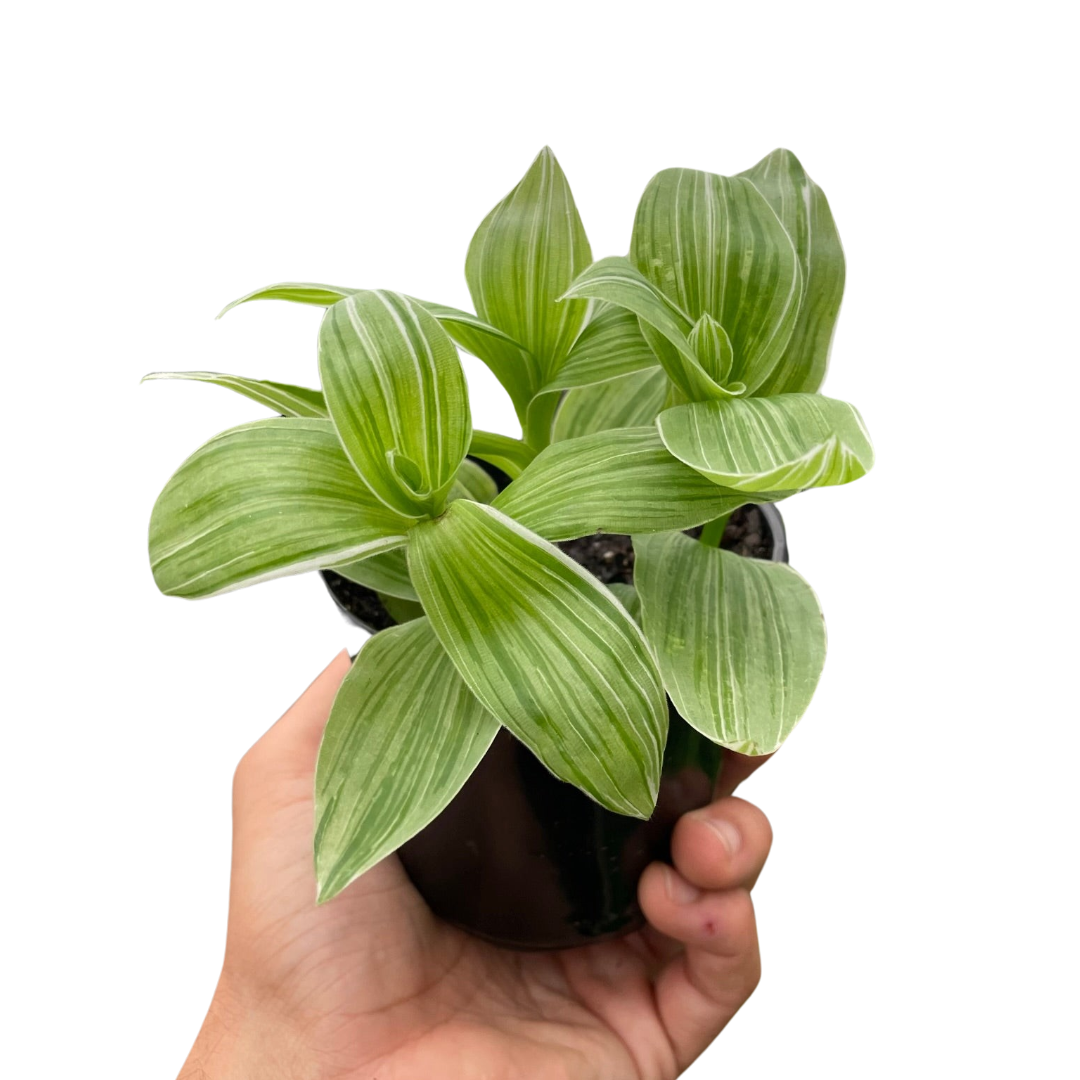 Tradescantia Sanna Live Houseplant