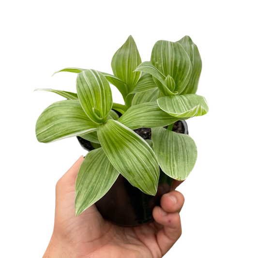 Tradescantia Sanna Live Houseplant