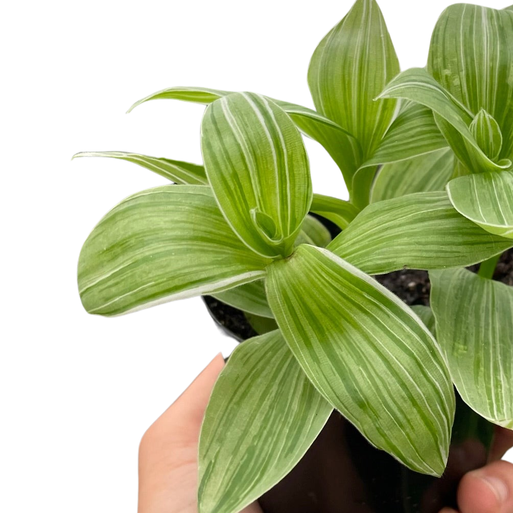 Tradescantia Sanna Live Houseplant