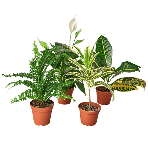 Air Purifying Variety Bundle - Set of 4 Live Houseplants