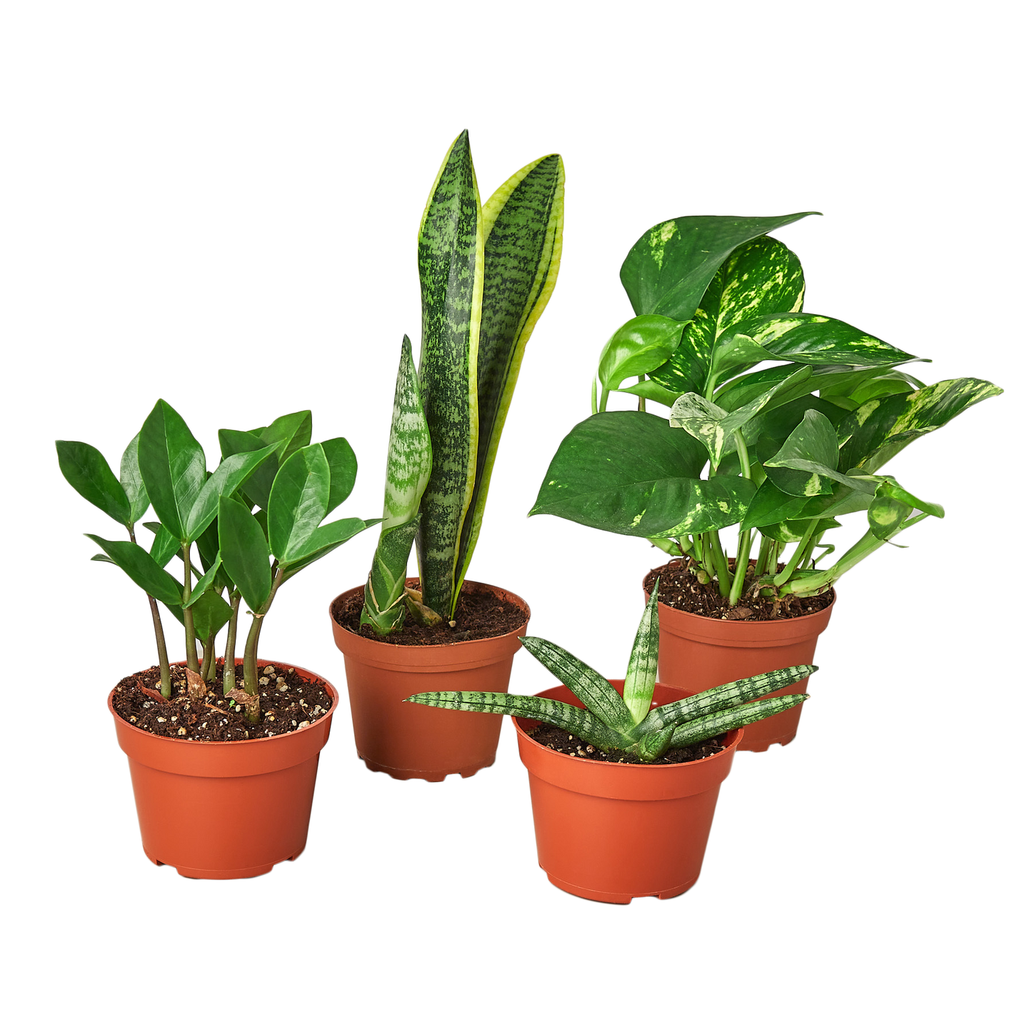 Easy Care Variety Bundle - Set of 4 Live Houseplants