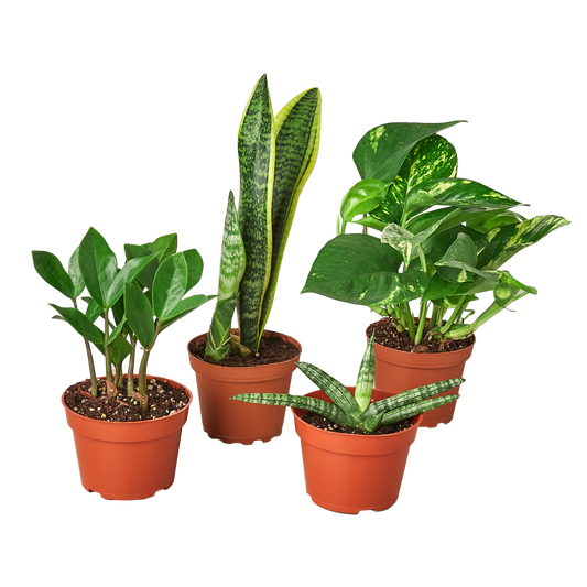 Easy Care Variety Bundle - Set of 4 Live Houseplants