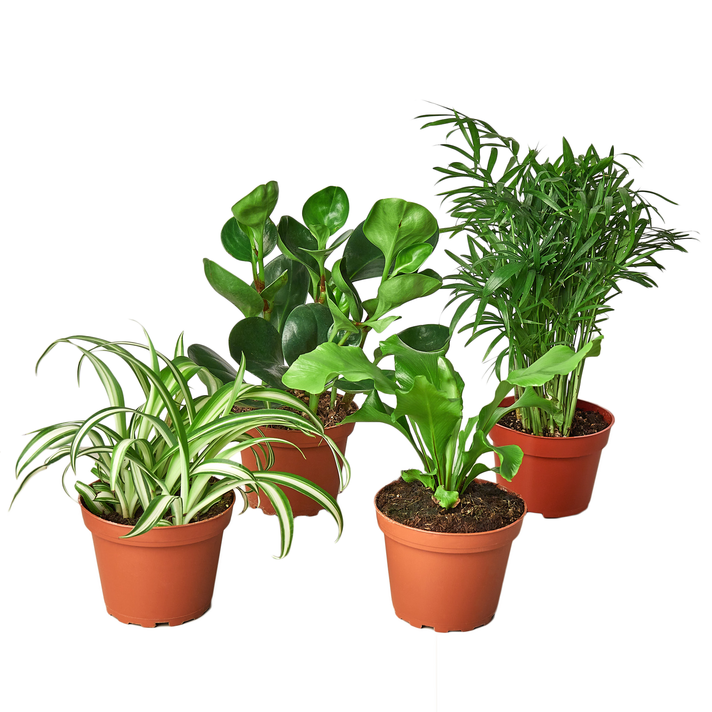 Pet Friendly Variety Bundle - Set of 4 Live Houseplants