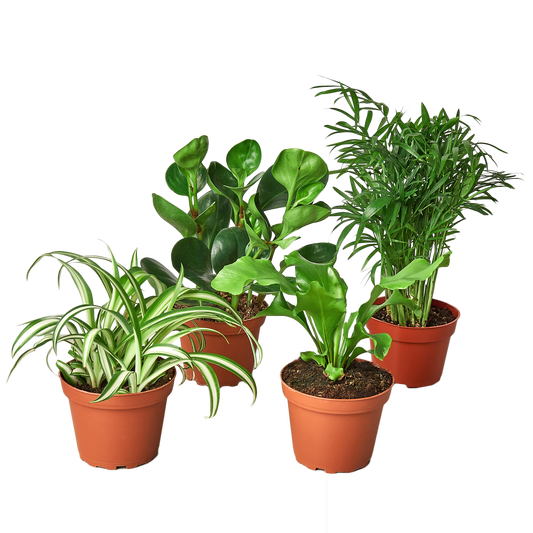 Pet Friendly Variety Bundle - Set of 4 Live Houseplants