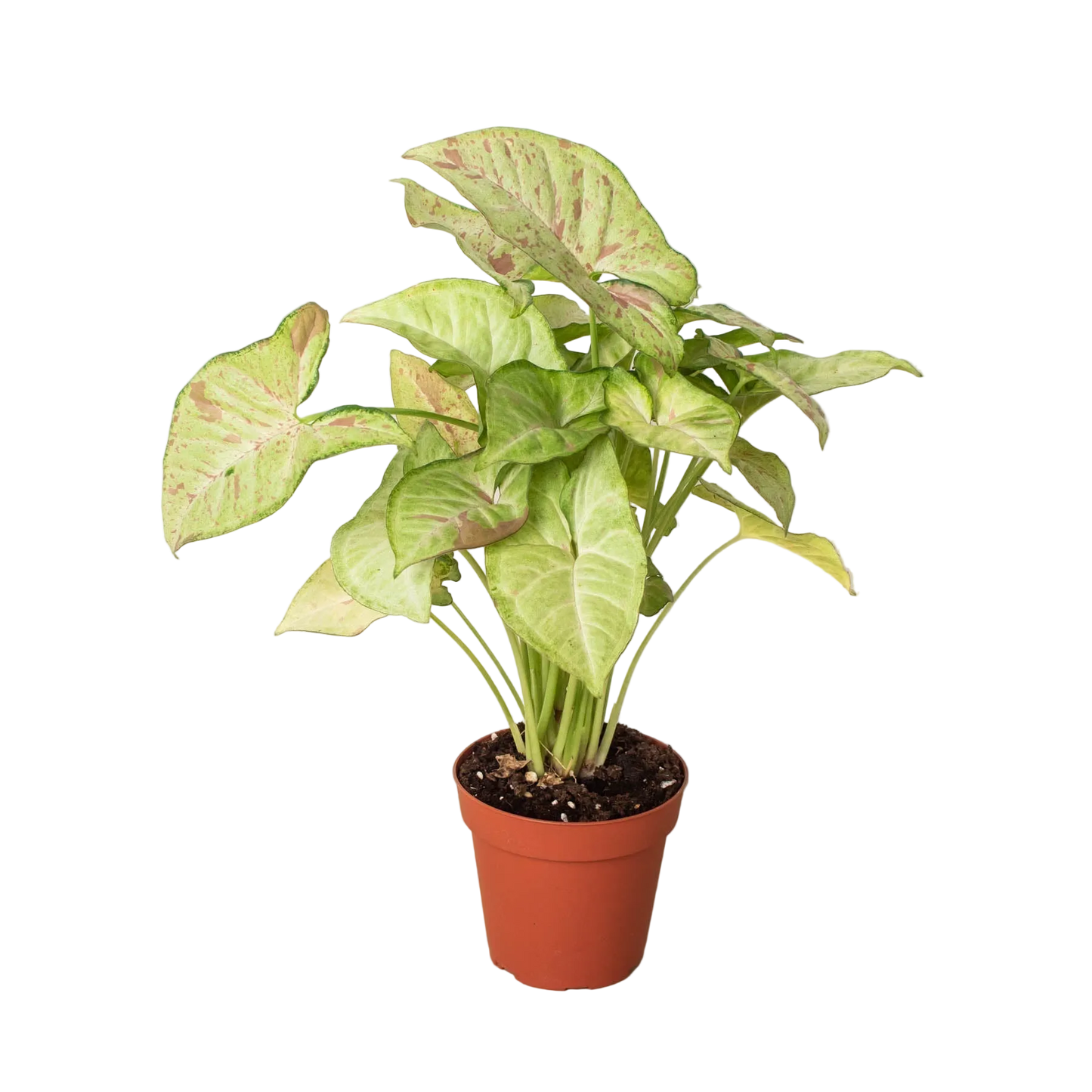 Syngonium Confetti