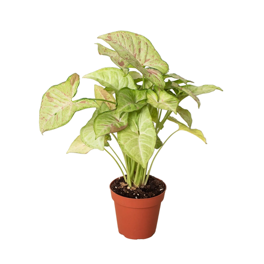 Syngonium Confetti