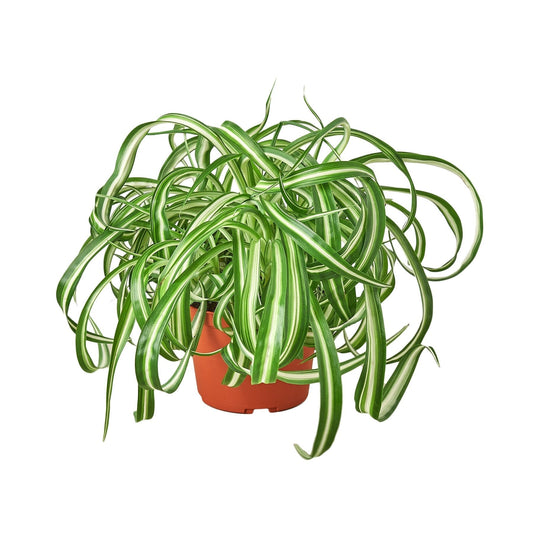 Bonnie Spider Plant Live Houseplant – 6 Inch Pot