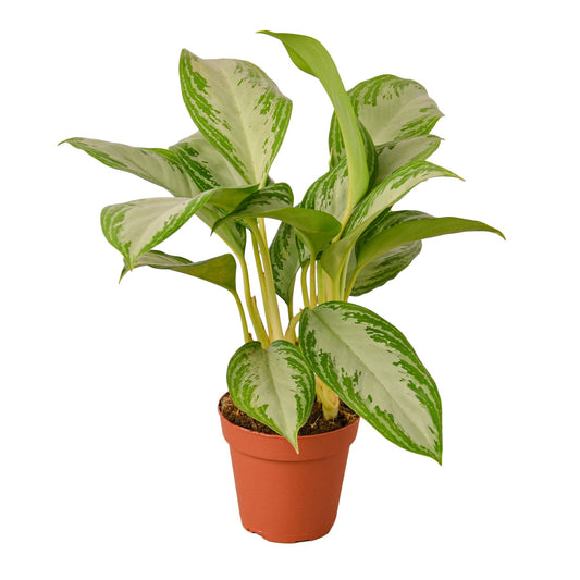 Aglaonema Silver Bay - 4"