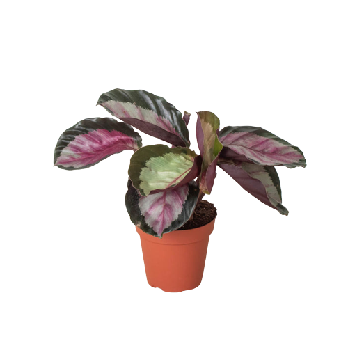 Calathea Silvia Live Prayer Plant